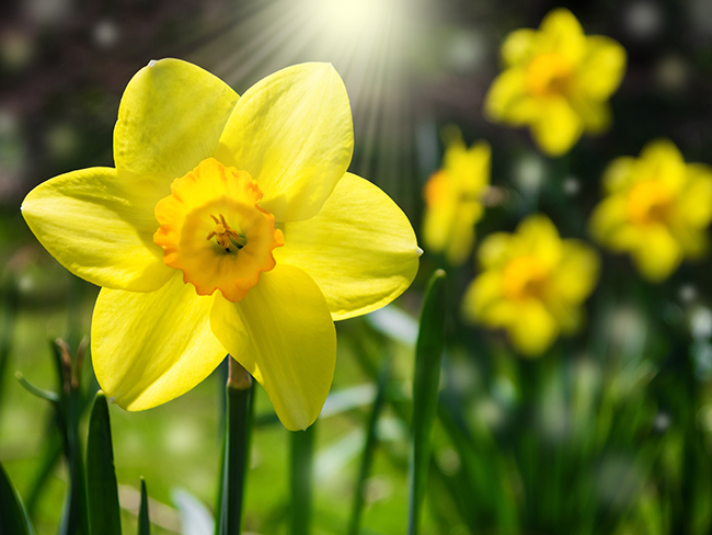 Daffodils in sunshine